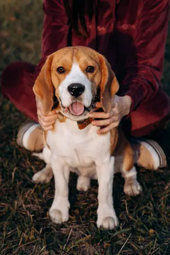 cão da raça Beagle