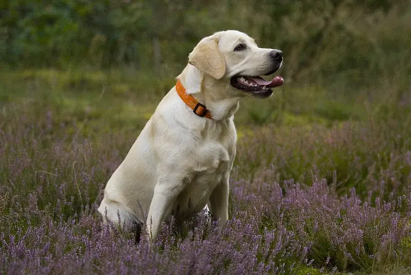 cão da raça Labrador Retriever