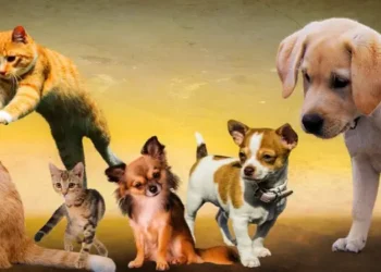 raça de cães dóceis