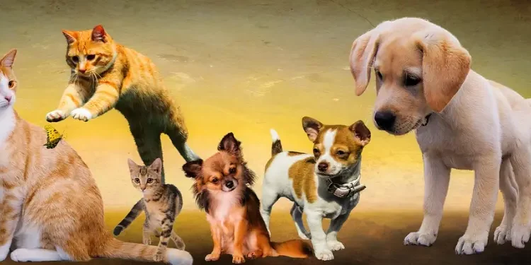 raça de cães dóceis